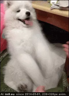  #Play  [Aww] Let's play! GIF (Imagen de album My r/AWW favs))