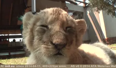 #Lion #Cub #Quits #Calls [Aww] Lion cub calls it quits GIF (Imagen de album My r/AWW favs))