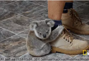 #Cute #Hurts #Literally [Aww] Literally so cute it hurts. GIF (Image de album My r/AWW favs))