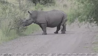 #Time #Rhino #Good [Aww] Little rhino having a good time GIF (Image de album My r/AWW favs))