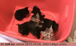 #Box  #Awwww [Aww] Look, a box of awwww. GIF (Image of album My r/AWW favs))