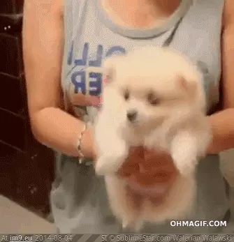 #Legs  #Tiny [Aww] Look at his tiny legs! GIF (Image of album My r/AWW favs))