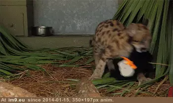 #Place #Lucy #Panther #Fearsome #Fresh #Kill [Aww] Lucy, the fearsome panther, looking for a place to hide her fresh kill GIF (Image de album My r/AWW favs))