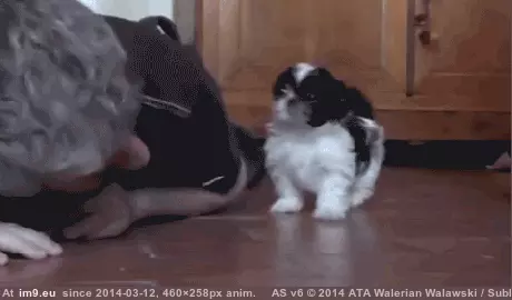 #Man #Dog #Viciously #Attacked #Squeamish [Aww] Man viciously attacked by dog. Not for the squeamish. GIF (Image of album My r/AWW favs))