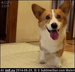  #Image  [Aww] 'Me... ME! Its me! I want it. I WANT IT!' GIF (Image of album My r/AWW favs))