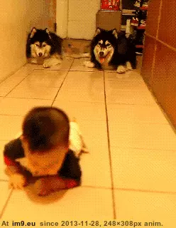#Baby  #Mocking [Aww] Mocking the baby GIF (Image of album My r/AWW favs))