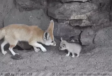 #Baby #Mother #Fennec #Fox #Cleaning [Aww] Mother Fennec fox cleaning her baby! GIF (Image of album My r/AWW favs))