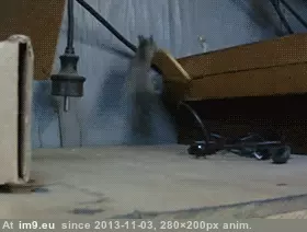  #Loot  [Aww] Must. Take. The whole. Loot. GIF (Image of album My r/AWW favs))