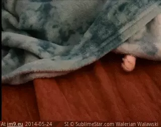#Cat #Loves #Blankets #Play [Aww] My cat loves to play from under the blankets! GIF (Image de album My r/AWW favs))