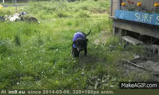 #Friends #Puppy #Horse #Making [Aww] My GF's puppy tried making friends with a horse GIF (Image of album My r/AWW favs))
