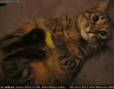 #Ball  #Tennis [Aww] my tennis ball GIF (Image of album My r/AWW favs))