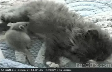 #Time  #Nap [Aww] Nap time. GIF (Image de album My r/AWW favs))