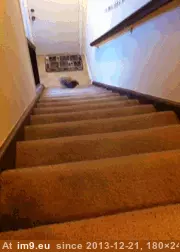  #Carrot  [Aww] Need carrot! GIF (Obraz z album My r/AWW favs))
