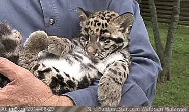 #Shy #Leopard #Clouded #Newborn #Cub [Aww] Newborn Clouded Leopard Cub. Very shy GIF (Imagen de album My r/AWW favs))