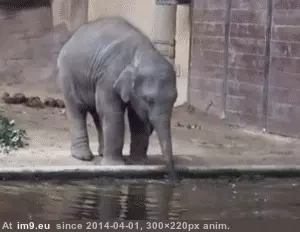 #Human #Belly #Child [Aww] No different than a human child GIF (Obraz z album My r/AWW favs))