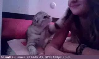 #Kitty  #Means [Aww] No means no Mr kitty. GIF (Imagen de album My r/AWW favs))