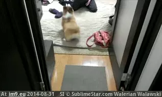 #Tail  #Rear [Aww] No tail so she makes do by using her whole rear GIF (Bild von album My r/AWW favs))