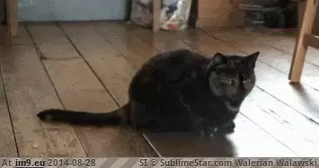 #Butt #Cats #Head #Pounce #Polly #Normal #Shake #Shakes [Aww] Normal cats shake their butt when they’re about to pounce on something. Polly shakes her head. GIF (Image of album My r/AWW favs))