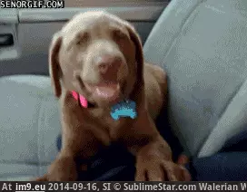  #Sleepy  [Aww] Not sleepy at all GIF (Bild von album My r/AWW favs))