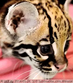 #Kitten  #Ocelot [Aww] Ocelot kitten GIF (Image of album My r/AWW favs))