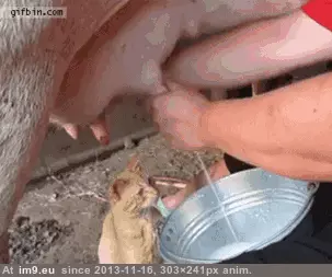  #Omnomnomnom  [Aww] OMNOMNOMNOM GIF (Изображение из альбом My r/AWW favs))