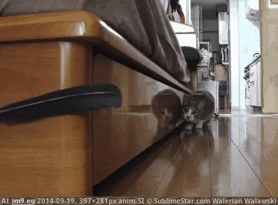  #Hunt  [Aww] On the hunt GIF (Bild von album My r/AWW favs))