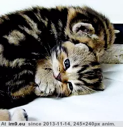 #One #Cat #Licking #Small [Aww] One very small cat, licking another very small cat. 1 GIF (Image of album My r/AWW favs))