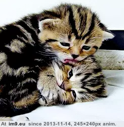 #One #Cat #Licking #Small [Aww] One very small cat, licking another very small cat. 2 GIF (Image of album My r/AWW favs))