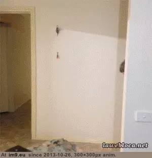 #Onward  #Steed [Aww] ONWARD, MY STEED! GIF (Imagen de album My r/AWW favs))