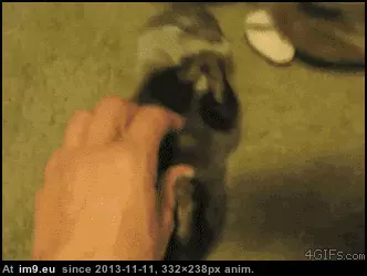 #Otter  #Tickles [Aww] otter tickles GIF (Bild von album My r/AWW favs))