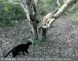 #Friends #Owls #Food [Aww] Owls are friends, not food. 3 GIF (Image of album My r/AWW favs))