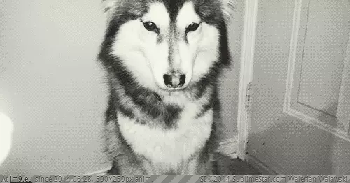 #Awww  [Aww] P'awww GIF (Bild von album My r/AWW favs))