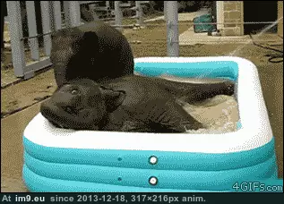 #Pool #Pachyderms #Playing [Aww] Pachyderms playing in a pool GIF (Image of album My r/AWW favs))