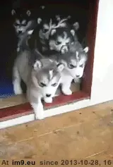 #Pack  #Huskies [Aww] Pack of Huskies GIF (Image de album My r/AWW favs))