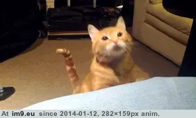 #Pet  #Human [Aww] Pet me, human GIF (Image of album My r/AWW favs))