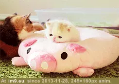 #Baby  #Petting [Aww] petting baby GIF (Image of album My r/AWW favs))