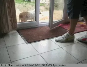 #Feet  #Wipe [Aww] Please wipe your feet before you come in. GIF (Изображение из альбом My r/AWW favs))