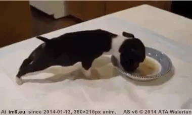 #Puppy #Balance #Problems [Aww] Puppy balance problems GIF (Image de album My r/AWW favs))