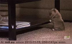 #Falls  #Puppy [Aww] Puppy falls over GIF (Image of album My r/AWW favs))