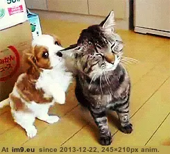 #Cats #Ear #Noms #Puppy [Aww] Puppy noms on cats ear. GIF (Image of album My r/AWW favs))