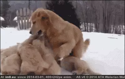 #Party  #Puppy [Aww] Puppy Party GIF (Image of album My r/AWW favs))