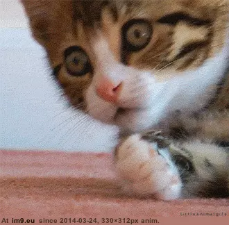  #Shocked  [Aww] Quite shocked GIF (Image of album My r/AWW favs))