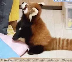 #Cute #Pandas #Red [Aww] Red pandas are just so cute GIF (Bild von album My r/AWW favs))