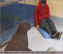 #Baby #Rescued #Caretaker #Snuggles #Walrus [Aww] Rescued baby walrus snuggles with her caretaker GIF (Image de album My r/AWW favs))