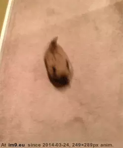 #Running  #Potatoes [Aww] Running potatoes GIF (Image de album My r/AWW favs))