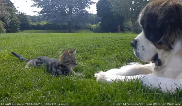 #Play #Saint #Bernard #Kitten [Aww] Saint Bernard trying to get a kitten to play GIF (Изображение из альбом My r/AWW favs))