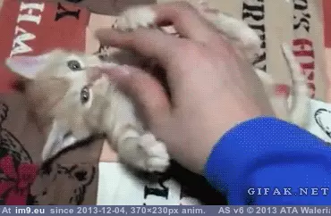 #Kitty  #Scratching [Aww] Scratching a little kitty GIF (Image de album My r/AWW favs))