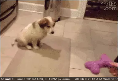  #Skillz  [Aww] Skillz GIF (Imagen de album My r/AWW favs))