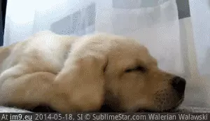 #Air #Vent #Sleeping [Aww] Sleeping on an air vent GIF (Image de album My r/AWW favs))