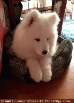 #Smile  #Camera [Aww] Smile for the camera! GIF (Image of album My r/AWW favs))